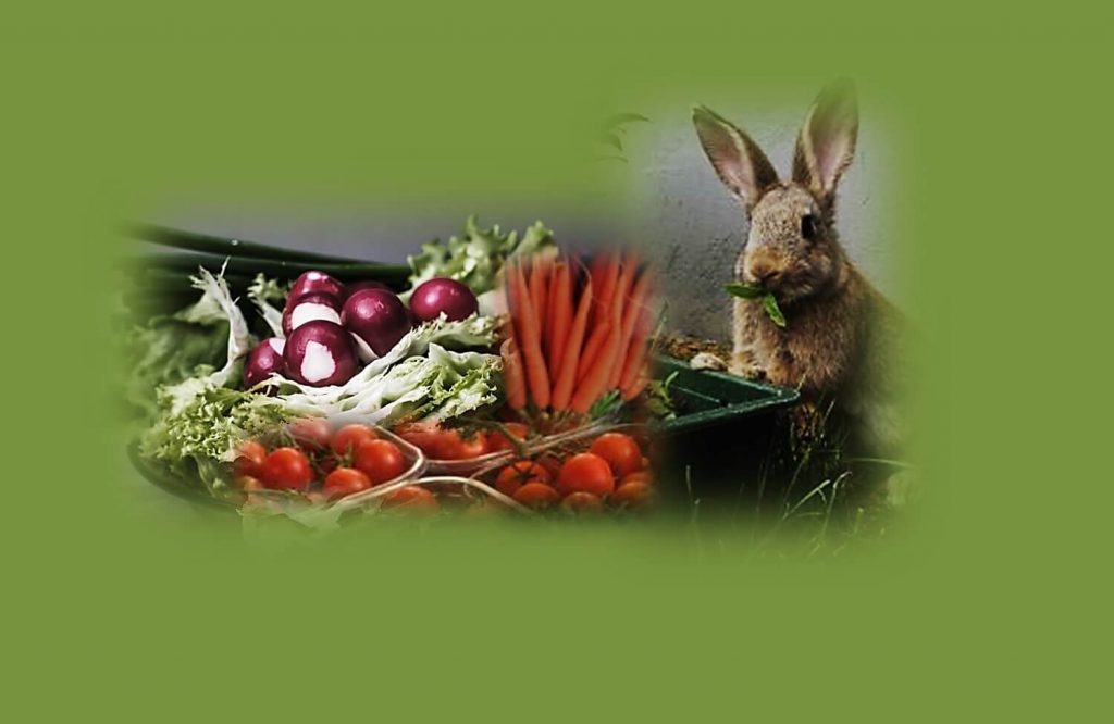 טיפ עגבניה וגזר לשיזוף טבעי. תמונה של ארנב עם ירקות עגבניות וגזר.